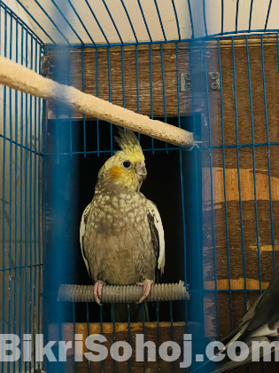 Kokatle
